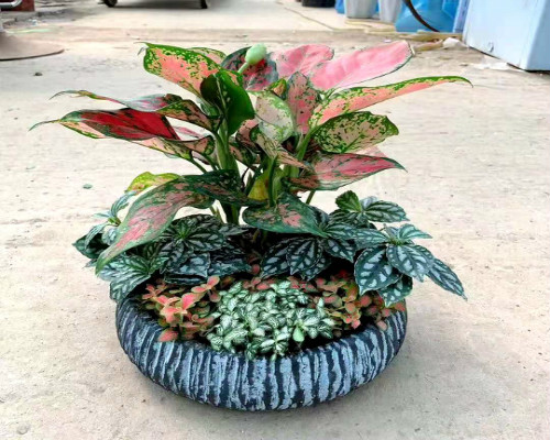 清遠植物租賃_清遠綠植租擺_清遠花卉綠植養護